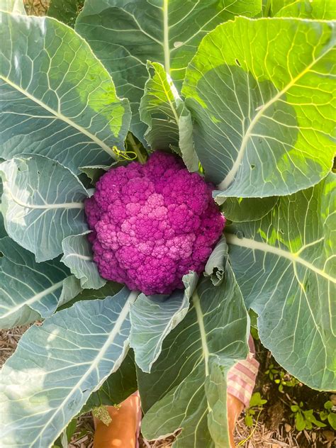 7 Best Cauliflower Companion Plants + Some To Skip | Boreal Bloom Homestead