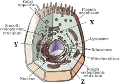 Download Image Of The Animal Cell - Diagram Of Plant Cell Class 9 - HD Transparent PNG - NicePNG.com