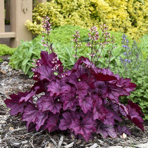 35 PERENNIALS (SHADE LOVING) ZONE 7 ideas | perennials, plant catalogs ...