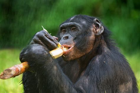 Are humans frugivores? Biological adaptations that make us perfect ...