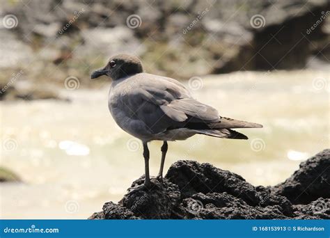 Lava Gull on rocks stock image. Image of isabela, rocks - 168153913