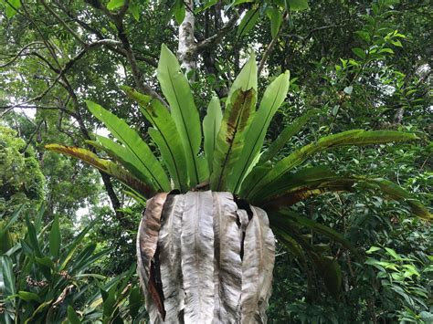 Rainforest biodiversity: 5 easy species Part 2 – Ferns – Paluma – our village in the mist