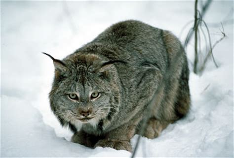 Animals in Winter | The Canadian Encyclopedia
