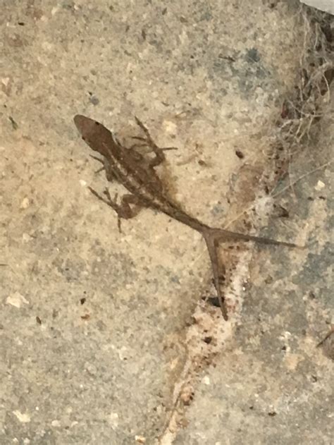 This lizard has a forked tail... : r/mildlyinteresting