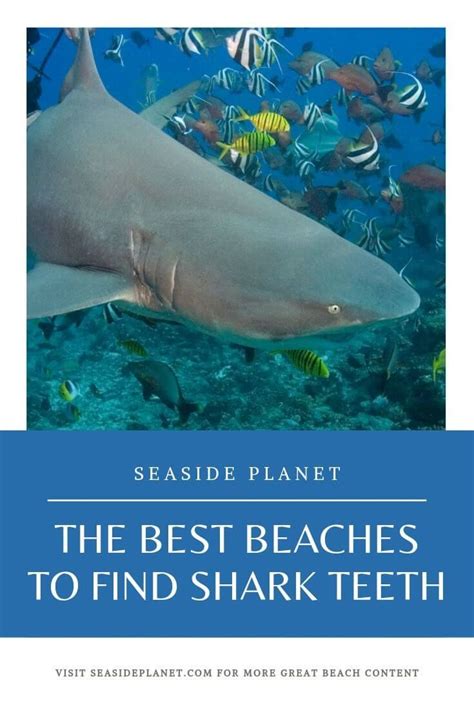 The Best Beaches to Find Shark Teeth - Seaside Planet | Edisto beach, Shark teeth, South ...