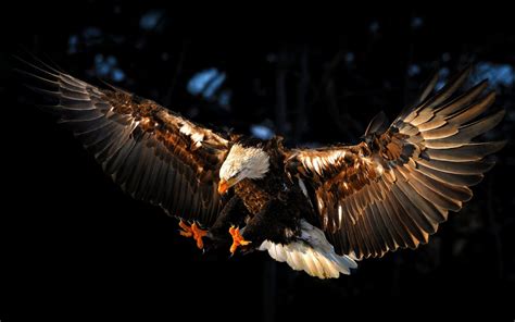 Majestic Bald Eagle in Flight - HD Wallpaper