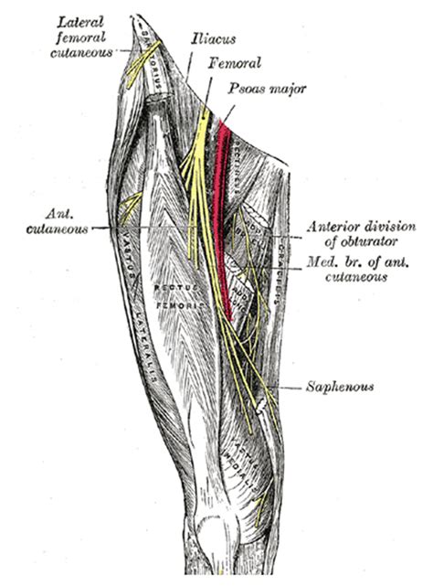 Ultrasound Guided Adductor Canal Block (Saphenous Nerve Block) : WFSA ...