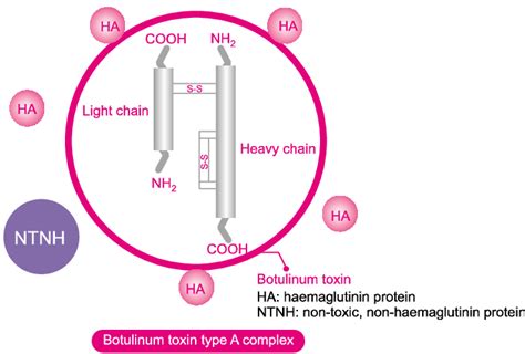 Schematic illustration demonstrating the structure of botulinum toxin ...