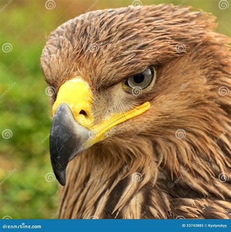 Steppe eagle stock image. Image of birds, wildlife, habitat - 33743885