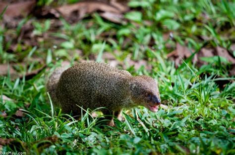 Hawaii Mongoose - Maui Animal of the Month