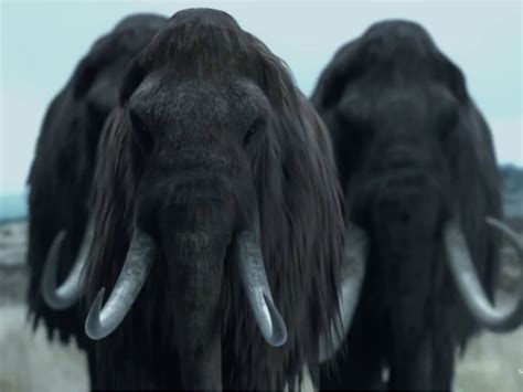 Woolly Mammoth Autopsy And Cloning - Business Insider