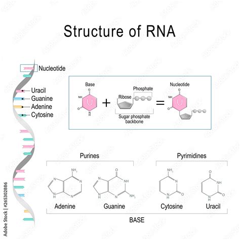 RNA structure. Adenine, Cytosine, uracil, Guanine, Ribose, Nucleotide, Pyrimidine, Purine, and ...