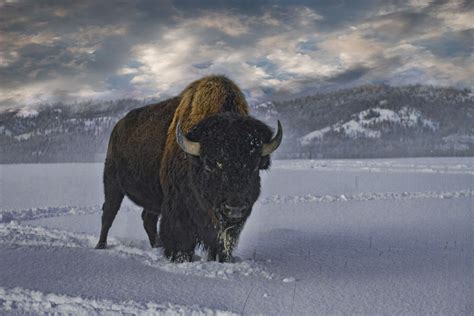 Bull Buffalo in Snow | Other Critters | Bear Conceptions Photography