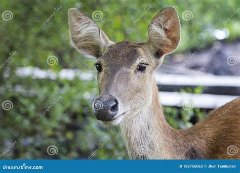 `Rusa Timor` are Wild Animals that are Easily Found in Baluran National Park, Situbondo, East ...