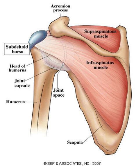 Posterior Shoulder Stretching and Strengthening