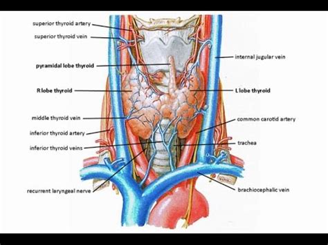 Superior Laryngeal Nerve