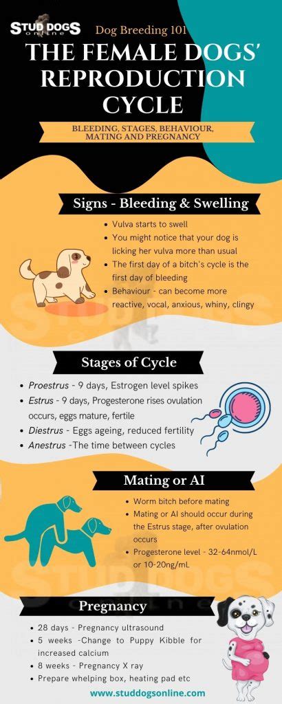 Female Dogs' Reproduction Cycle Best 5 Hot Dog Breeding Tips