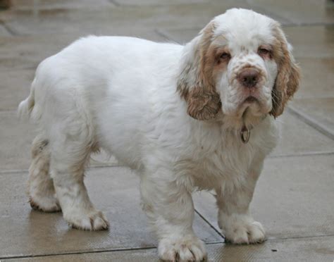 Clumber Spaniel - Puppies, Rescue, Breeders, Pictures, Temperament | Animals Breeds