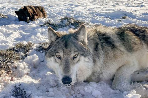 Colorado is going wolf shopping. First stop: Washington | Colorado ...