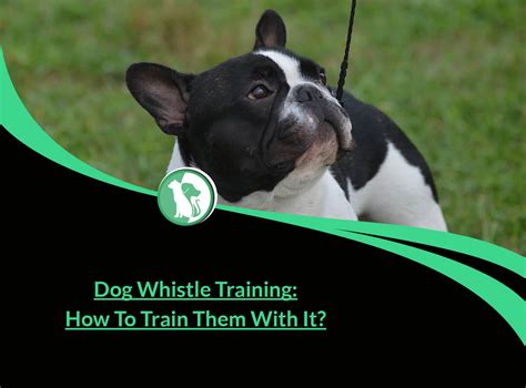 Dog whistle training: How To Train Them With It?