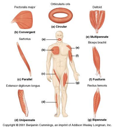 Smooth Muscles Examples