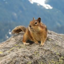 Cascade golden-mantled ground squirrel - Wikipedia