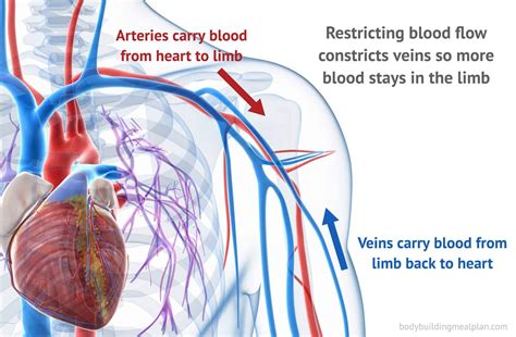 Blood Flow Restriction Training: Pump Up Your Workout | Nutritioneering