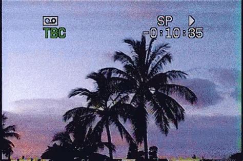 Vhs Palm Tree GIF - Vhs PalmTree Static - Discover & Share GIFs