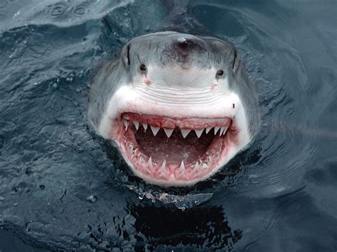 The IPKat: Singing the White Shark Grey Goods Blues ...