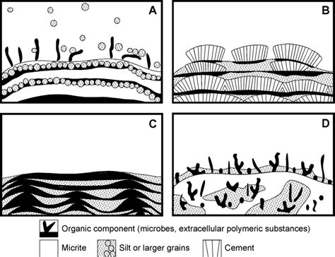 3 Diagrams of the four models of stromatolite accretion. (A) Trapping... | Download Scientific ...