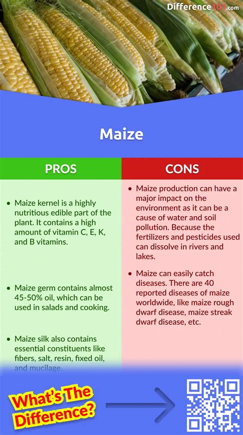 Corn vs. Maize: 5 Key Differences, Pros & Cons, FAQs | Difference 101