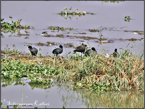 Coots nesting | Winter nesting Eurasian coot (Fulica atra) | Kalluri Subramanyam | Flickr