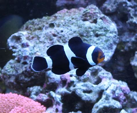 Ocellaris ClownFish - Reef Aquarium