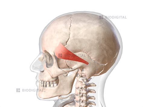 Left auricularis anterior | BioDigital Anatomy