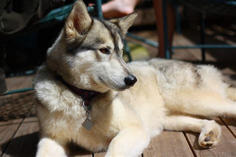 Husky Shepherd Wolf Mix | galleryhip.com - The Hippest Galleries!