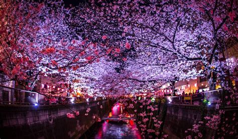 Meguro River Cherry Blossoms: Tokyo's Most Famous Sakura Spot | Tokyo ...