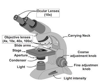 Types Of Compound Light Microscopes | Shelly Lighting