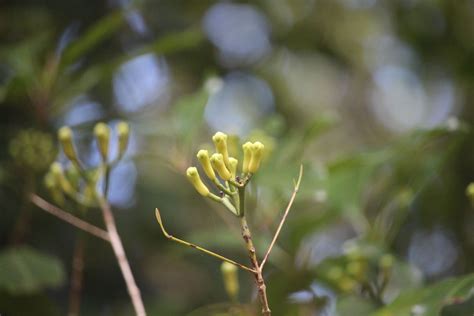 Syzygium aromaticum (L.) Merr. & L.M.Perry | Plants of the World Online | Kew Science