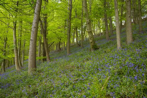 Flowers In Forest Free Stock Photo - Public Domain Pictures