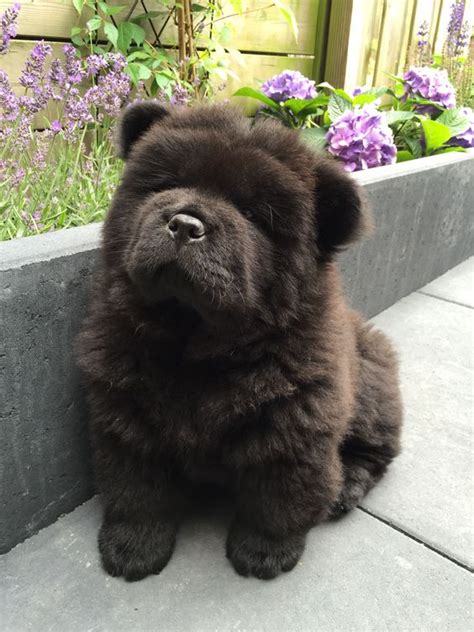 14 Cute Pictures Of Black Chow Chows That Will Make Your Mouth Smile - PetPress