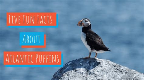 Atlantic Puffin Facts: 10 Interesting Things to Know