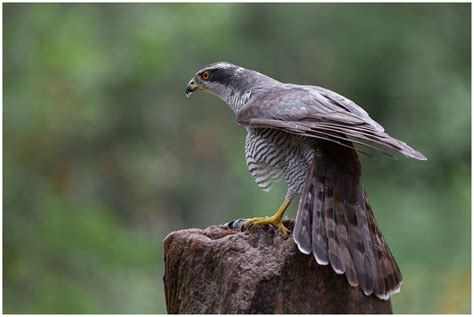 Northern Goshawk - Esteemed Bird of Prey | BirdNote