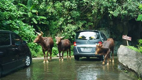 Safari Lodge Hotel di Puncak Bogor, Bermalam di Dalam Mobil Caravan