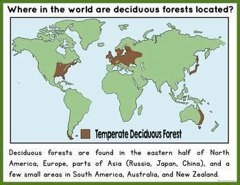 Deciduous Forest Biome Characteristics, Animal and Plant Adaptations