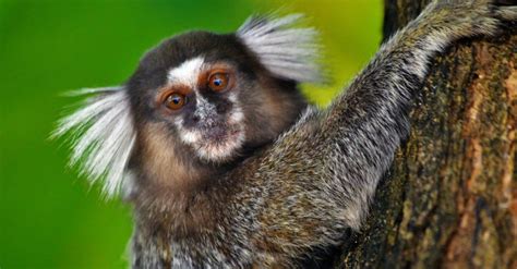 Marmoset - A-Z Animals