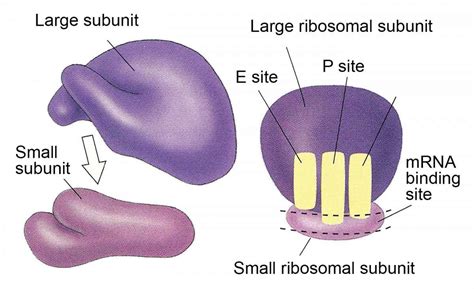 To get knowledge on Ribosomes