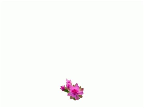 Pink Flowers GIF - Pink Flowers Love - Discover & Share GIFs | Flowers ...