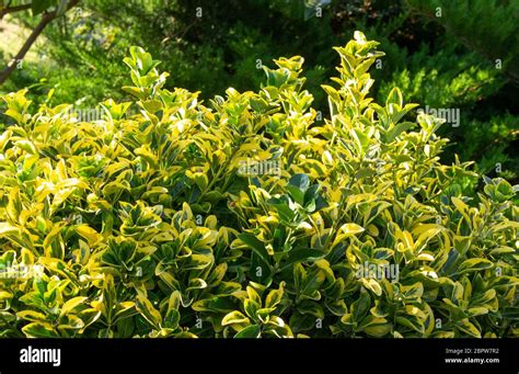 Euonymus japonicus green hedge hi-res stock photography and images - Alamy