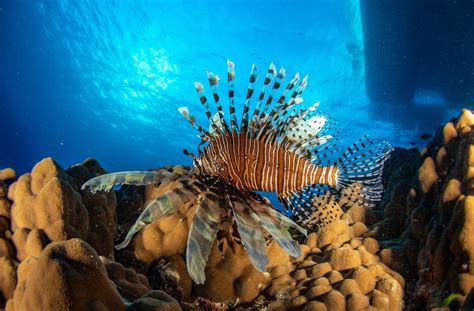 lionfish - Great Barrier Reef Liveaboards