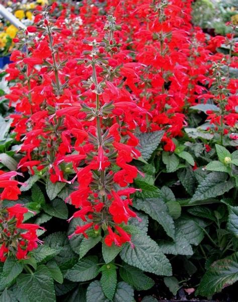 Perenial SCARLET SAGE Salvia Coccinea Red Hardy Hardy 20 Seeds | Etsy